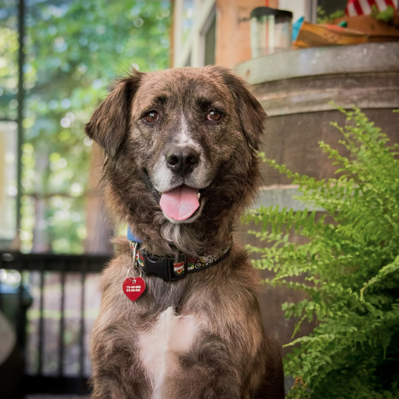 Meet your Posher, Susan - Picture 3 of 3